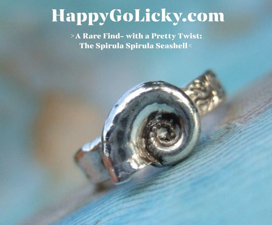 A Rare Find- with a Pretty Twist: The Spirula Spirula Seashell
